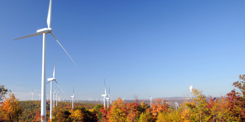 Wind turbines in a field of trees
